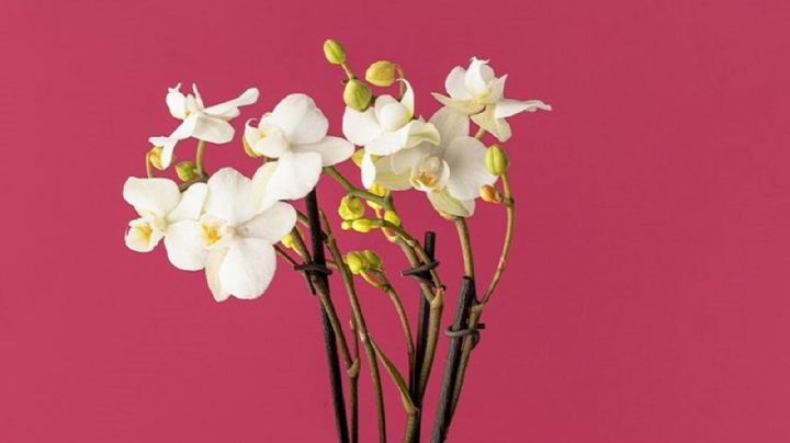 Con tres viejas maquinitas rasuradoras puedes hacer esta macetita súper decorativa para orquídeas