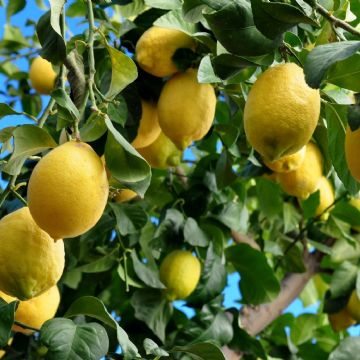 El truco definitivo para que tu limonero dé frutos: el consejo clave de un especialista