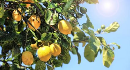 Seguí al pie de la letra el consejo de mi jardinero para hacer florecer el limonero que tengo en el jardín