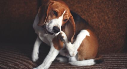 Cuida a tus mascotas al identificar en ellos la presencia de pulgas o garrapatas