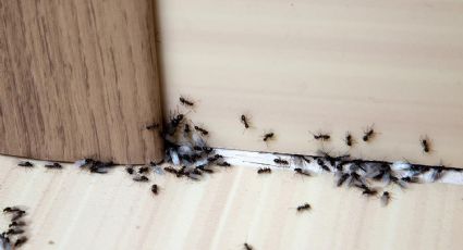 Elimina plagas: trucos efectivos para despedira estos insectos de tu hogar