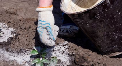 El fertilizante casero que se hace en pocos pasos y es oro verde para tus plantas en otoño