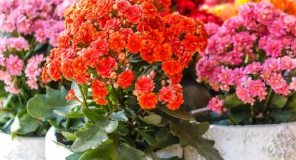 La suculenta que estalla en flores y tiene efectos beneficiosos para la salud