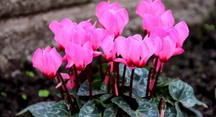 La planta con flores de invierno que adoran los jardineros: la delicadeza de sus flores lo son todo