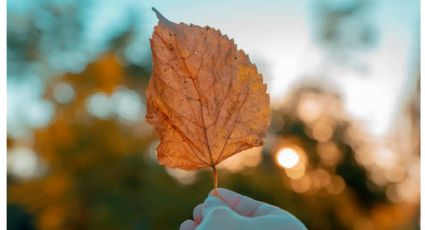 Trasplantar en otoño: cuidados esenciales de los jardineros para que tus plantas sigan creciendo fuertes