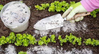 Trucazo con ceniza de los jardineros para mantener a raya las plagas y hacer que tus plantas florezcan