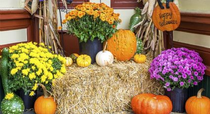 Las 5 plantas con flores y sin ellas más decorativas del otoño: son perfectas para Halloween