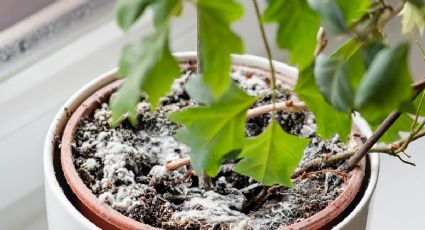 Si descubriste que tus plantas tienen moho sigue al pie de la letra la guía de expertos en jardinería