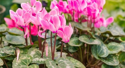 Plantas con flores en otoño e invierno: las recomendadas por los jardineros para un toque de color