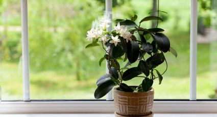 Huele mejor que un perfume caro y es una de las plantas más decorativas que puedes tener en maceta