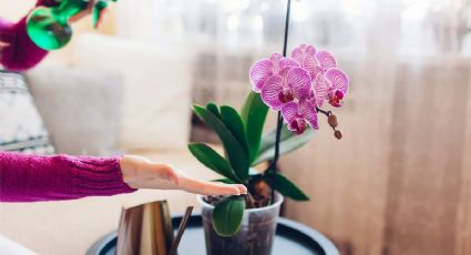 Son hermosas, exóticas y difíciles de cuidar: el extraño poder que les otorga el Feng Shui a las orquídeas