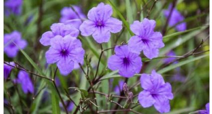 3 plantas que aunque son hermosas deberías sacar ya mismo de tu jardín: son invasoras y lo devoran todo