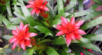 Nunca son suficientes plantas en casa: mi favorita este otoño es la bromelia por su floración otoñal