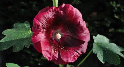 Favorita de los jardineros por sus flores grandes y colores llamativos: la planta de altos tallos para el jardín