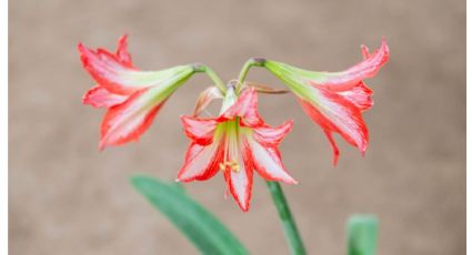 La planta que llena diciembre con las flores más lindas y vistosas: no necesita mucha luz y es fácil de cuidar