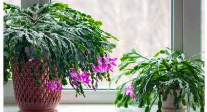 No todas las plantas pueden estar en macetas de terracota: 4 plantas que no deberían por nada del mundo