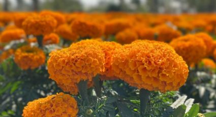 La forma correcta de cuidar las flores de cempasúchil para que duren más días en tu altar de muertos