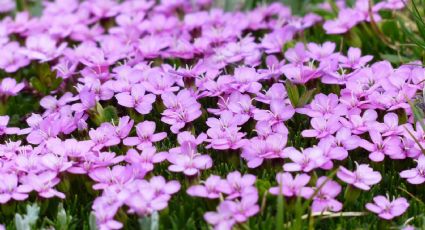 4 plantas decorativas de abundante floración que querrás tener en tu casa este invierno