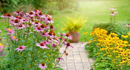 8 plantas perennes con flores para un jardín hermoso todo el año: las preferidas de los jardineros