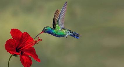 8 plantas que recomiendan profesionales del jardín de la UNAM para que tengas colibríes en casa