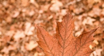 Me encantan las hojas secas de otoño, así que esta idea decorativa es perfecta para mi sala