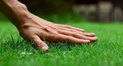 Los jardineros recomiendan plantar césped en el jardín antes de terminar el otoño: guía infalible