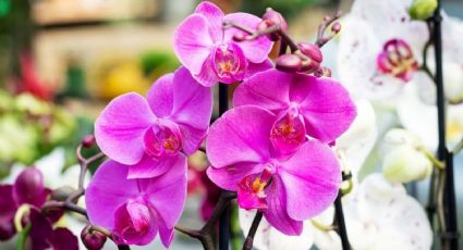 La orquídea favorita de los jardineros para tener en el jardín: florece con facilidad y es resistente