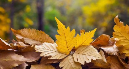 ¿Lidias con hojas secas en el jardín en otoño? La alternativa al rastrillado tradicional de los jardineros