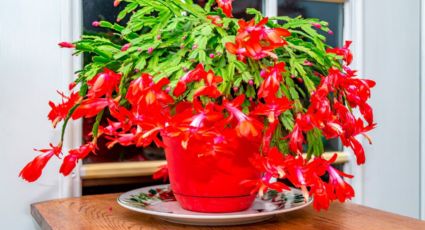 7 plantas con exuberantes flores rojas: las favoritas de los jardineros para decorar el hogar en invierno