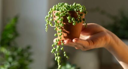 Plantas para un balcón pequeño: 5 plantas en formato mini que puedes sembrar en maceta