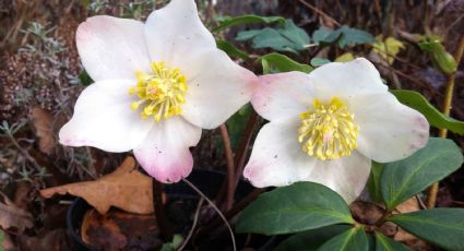 Entre todas las plantas de invierno, la rosa de Navidad es mi favorita por sus exquisitas flores blancas