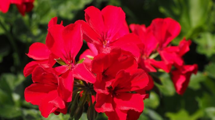 Hora de podar los Geranios para que florezcan en la primavera 2025: guía de jardineros para hacerlo bien