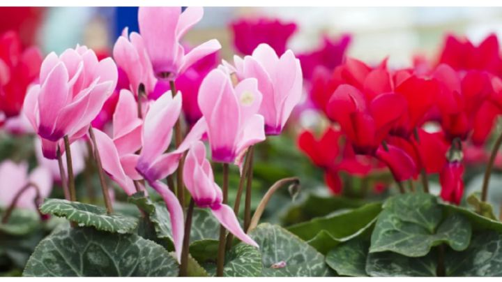 Con dos floraciones al año, una en otoño: esta es la planta favorita de los jardineros