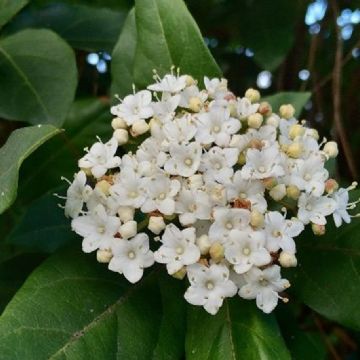 Una de las plantas con flores vistosas para poner en el jardín en el invierno