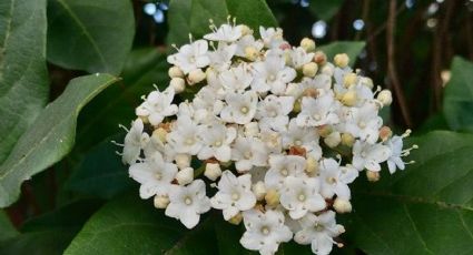 Una de las plantas con flores vistosas para poner en el jardín en el invierno: la favorita de los jardineros