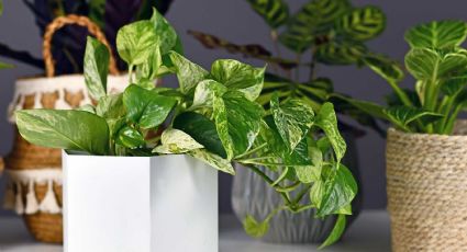 3 plantas de interior que, aunque no dan flores, son decorativas: crecen rápido y necesitan poca luz