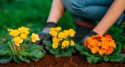 5 plantas que te aseguran un jardín perfumado por las noches en la próxima primavera