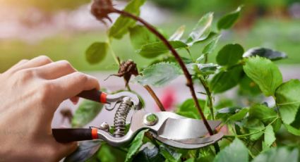 No dejes pasar otoño sin podar tus rosales: guía indispensable para que estallen en flores en 2025