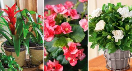 Las favoritas de los jardineros por su bajo mantenimiento: 4 plantas de interior con flores para decorar