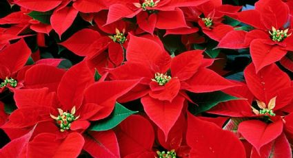 Si tienes una flor de Pascua del año pasado, haz que se ponga roja para decorar esta Navidad