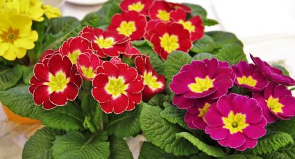 La planta que florece al final del invierno y que puedes tener en maceta: pequeñita y colorida