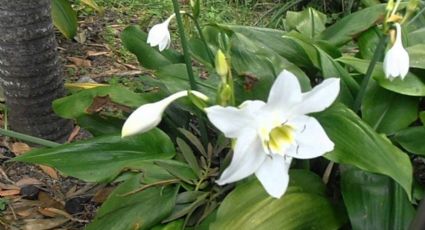 Tiene unas delicadas flores blancas, es fácil de cuidar y se la asociacia con la plenitud