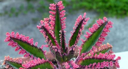 Secreto revelado: cómo las cáscaras de huevo pueden hacer florecer tus plantas suculentas