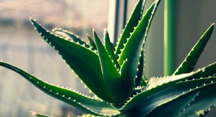 El aloe vera y el Feng Shui: qué significa tener esta planta en casa