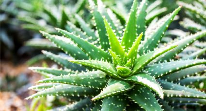 Consejos infalibles para el cultivo exitoso de la planta de aloe vera en tu jardín