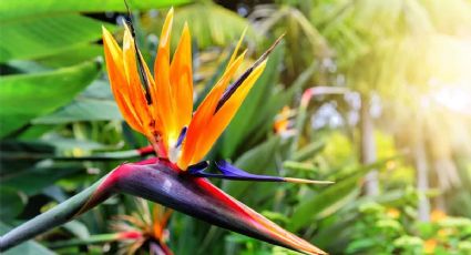 Descubre la Strelitzia, la planta de moda en el mundo de la decoración