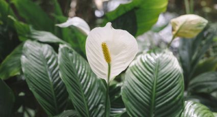 Nutre tu planta cuna de Moisés: cómo utilizar cáscaras de plátano como abono casero