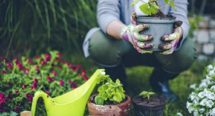 Trips, el enemigo invisible de tus plantas: aprende el método de los viveros para combatirlos