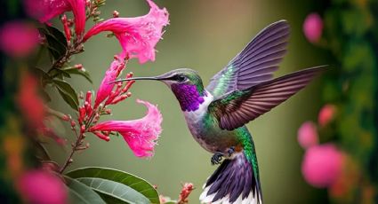 Atrayendo la belleza: las plantas que encantan a los colibríes