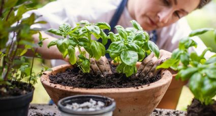 Nutre tu jardín: los increíbles beneficios de la sal marina para tus plantas